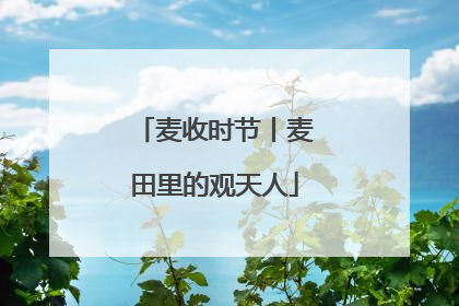 麦收时节丨麦田里的观天人