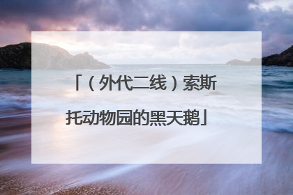 （外代二线）索斯托动物园的黑天鹅